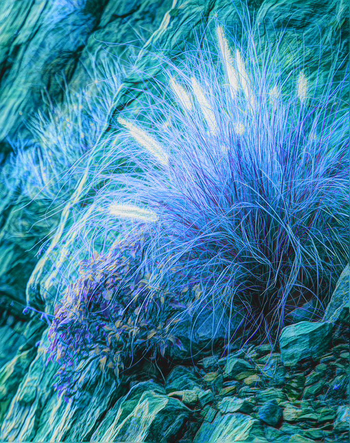 Phoenix Photograph - Fountain Grass ... by Judy Foote-Belleci