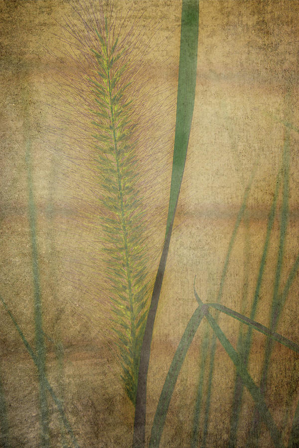 Fountain Grass - Texture Mixed Media