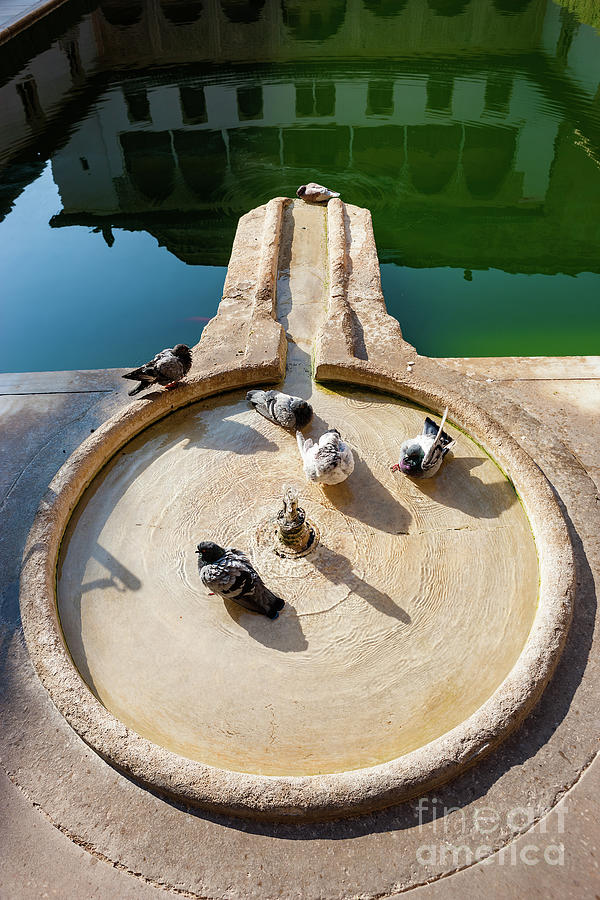 Fountain of live Photograph by Juan Carlos Ballesteros