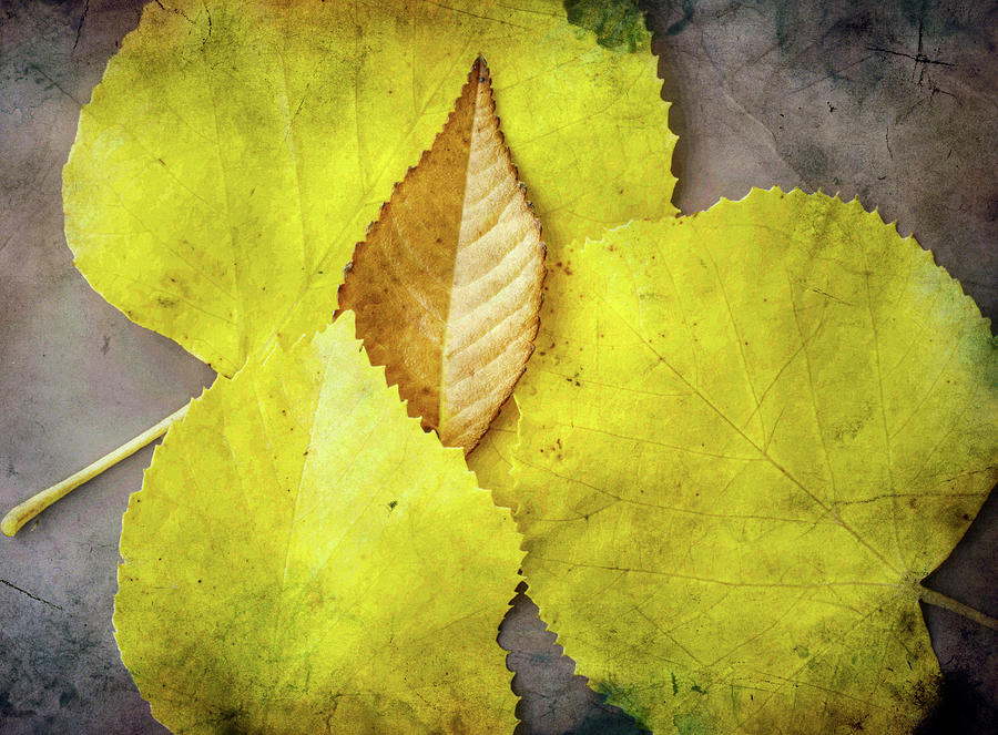 Four Autumn Leaves Photograph by Gary Slawsky