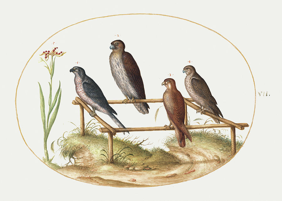 Four Birds of Prey on a Wooden Frame 1575 1580 painting in high ...