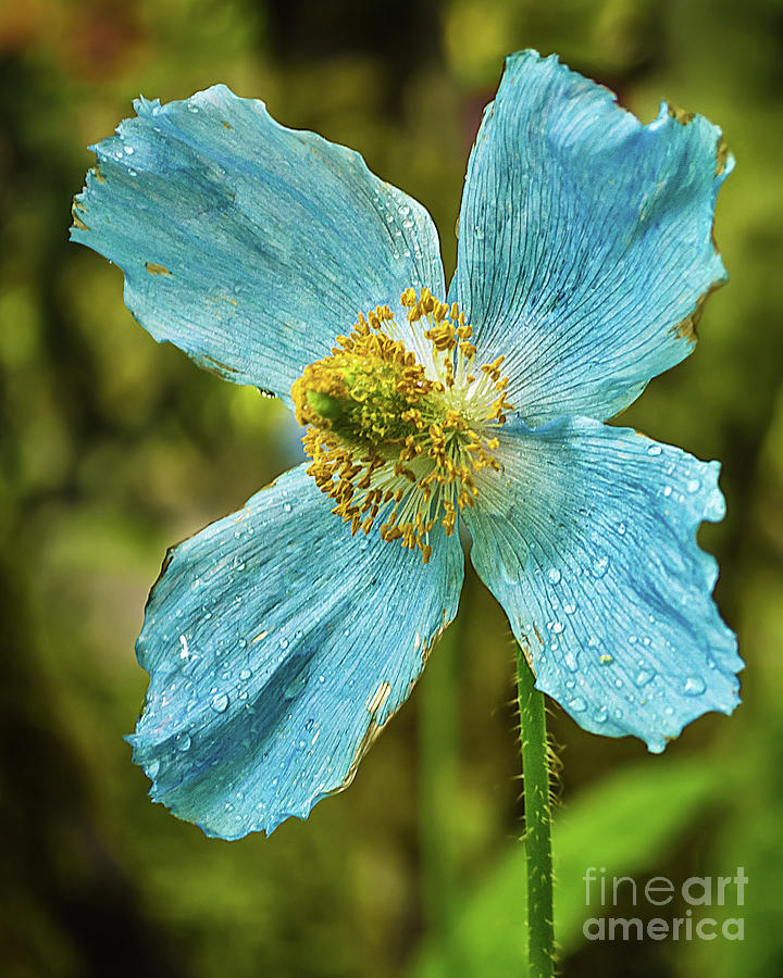 Nature Photograph - Four Blue Petals by Mark Ali