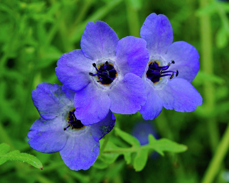 Blue Fiesta Flowers  #1 Photograph by Brett Harvey
