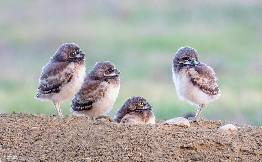 Four Burrowing Owl Babies Photograph by Judi Dressler