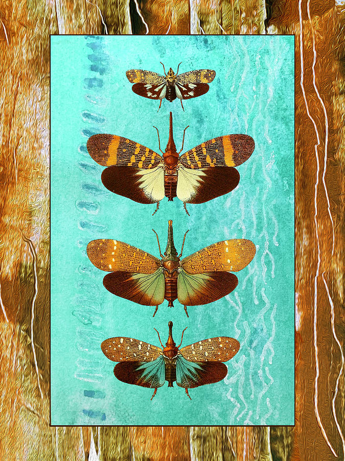 Four Butterflies Entemology Society of London Mixed Media by Lorena Cassady