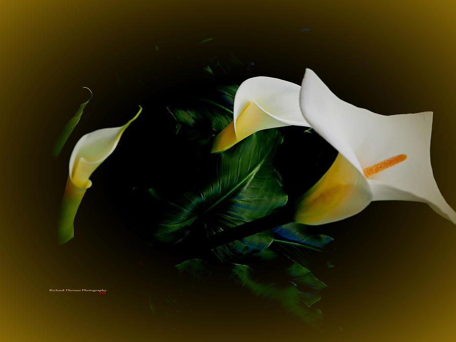 Four Calla Lily Blooms Photograph by Richard Thomas