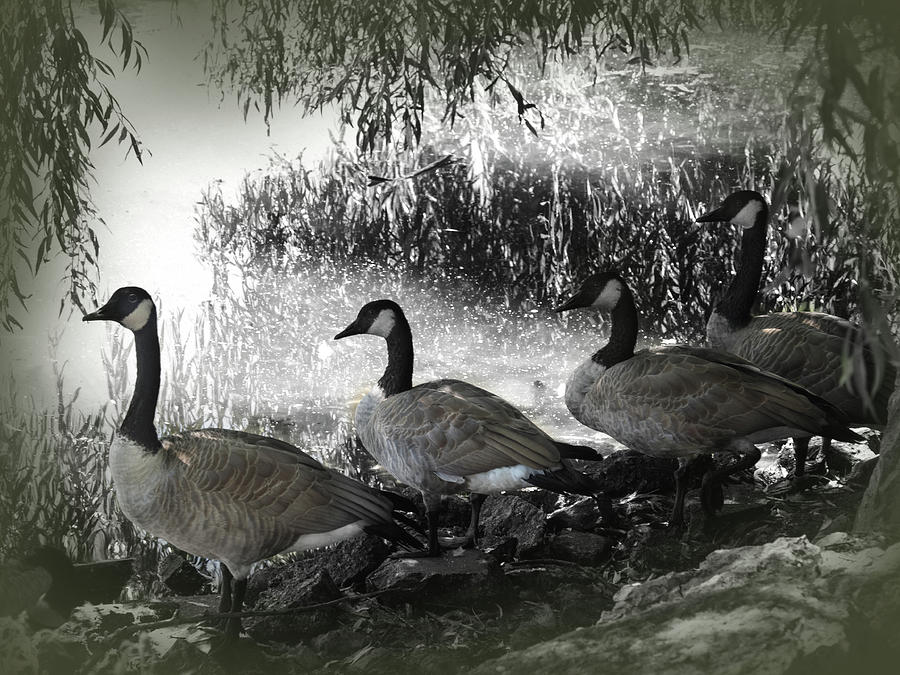 Four Canada Geese Photograph by James C Richardson