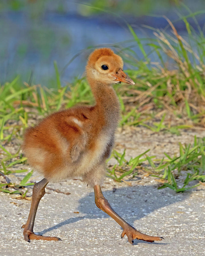 Four Day Old Strut Photograph by Gina Fitzhugh