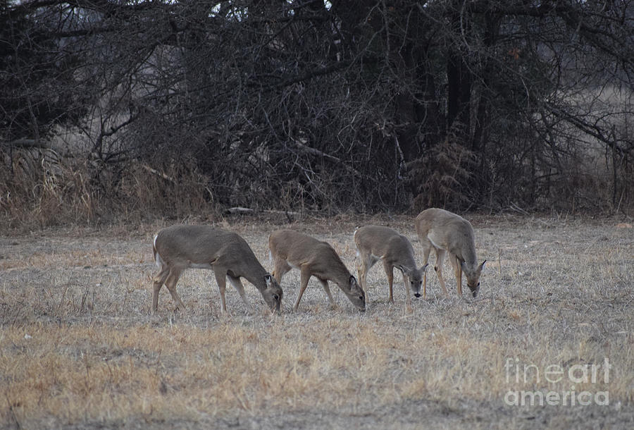 Four Deer Photograph by Anita Streich