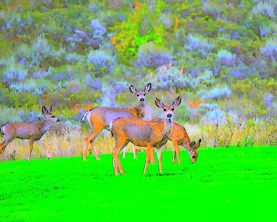 Four Deer in Vibrant Color Photograph by Jerry Sodorff