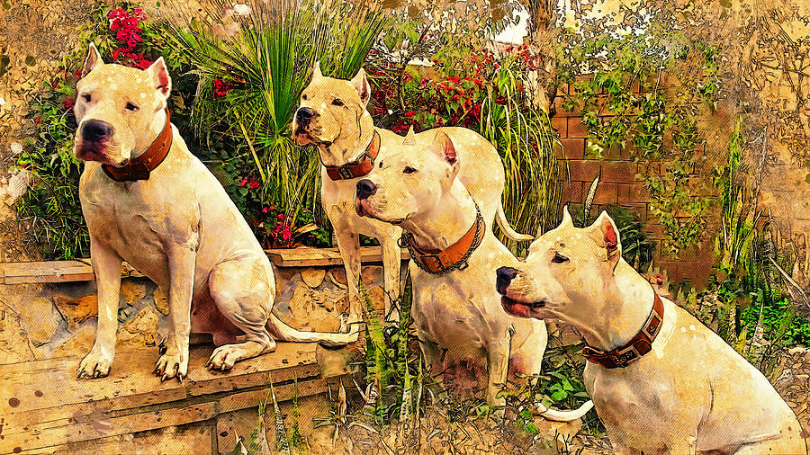Four Dogos Argentinos waiting for food - digital painting Digital Art by Nicko Prints