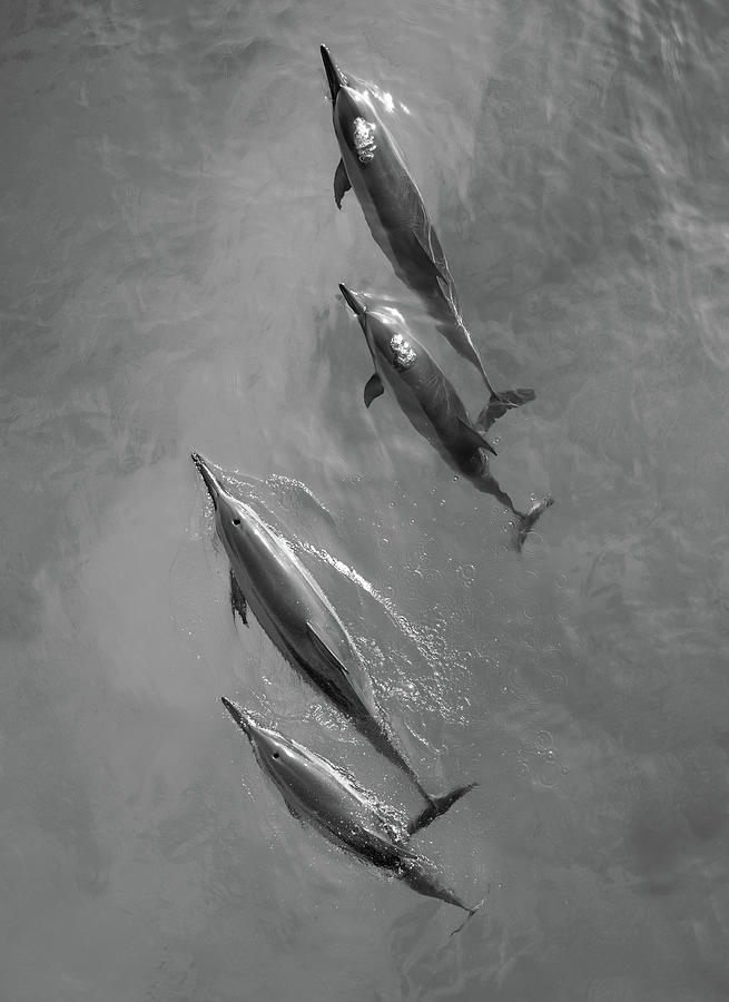 Dolphin Photograph - Four Dolphins in Black and White by Christopher Johnson