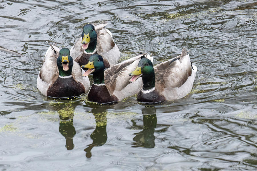 Four Ducks A Quacking Photograph by Mark Harrington