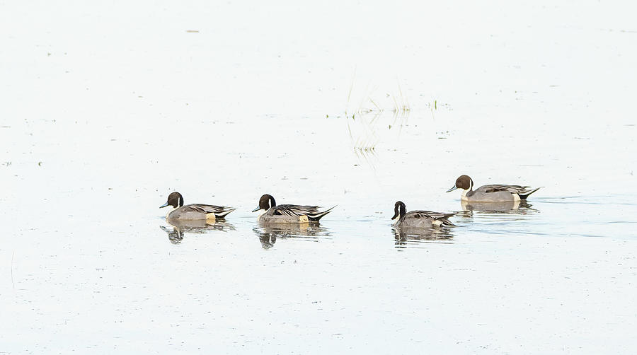 Four Ducks In Profile Photograph