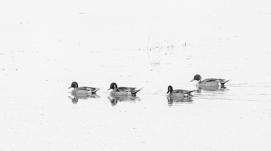 Four Ducks Profile Black And White Photograph