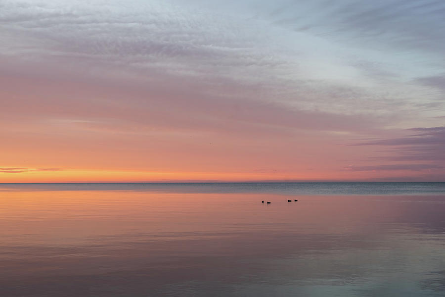 Four Ducks Sunrise With Brushstrokes Photograph