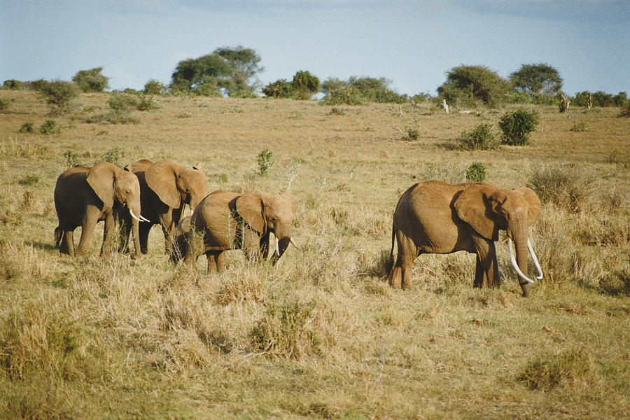Four Elephants Walking Photograph by VL Varia