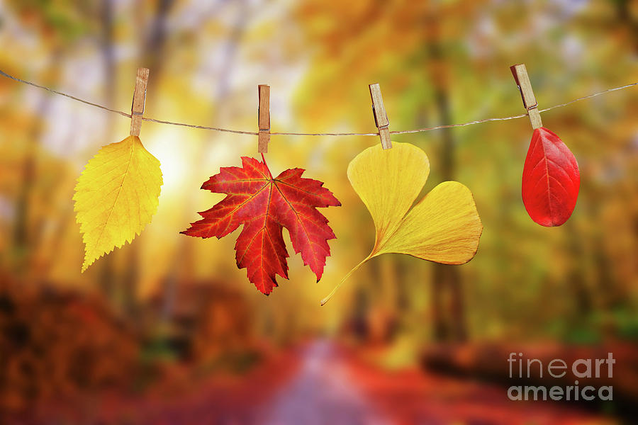 Fall Photograph - Four fall leaves by Delphimages Photo Creations