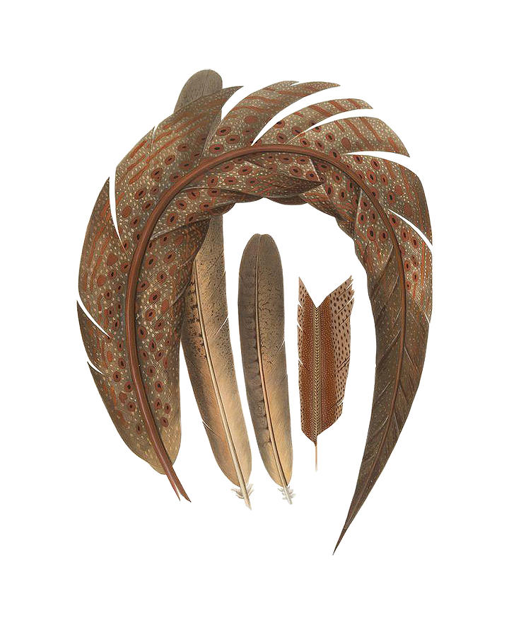 Pheasant Digital Art - Four Feathers by Madame Memento