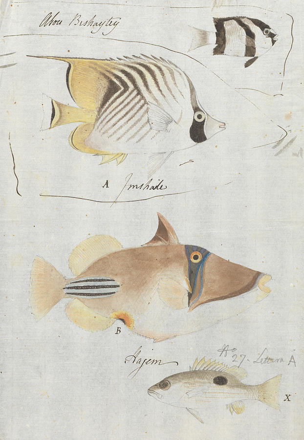 Four Fish Drawing by Luigi Balugani