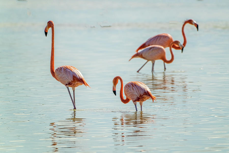 Four Flamingoes Photograph by Chris Lord