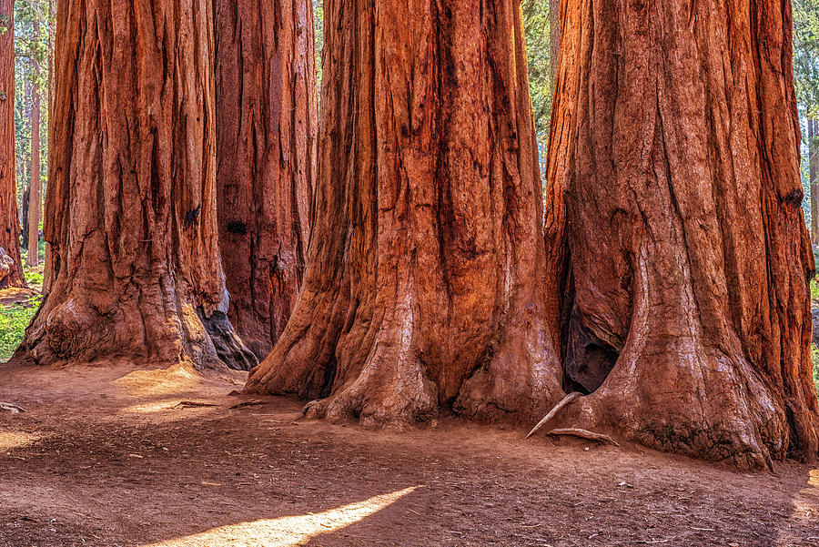 The Four Giants, Sequoia National Park Photograph by Joseph S Giacalone
