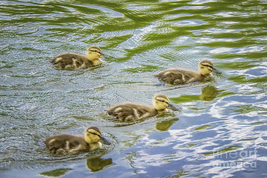 Four Goslings Photograph by Lorraine Cosgrove