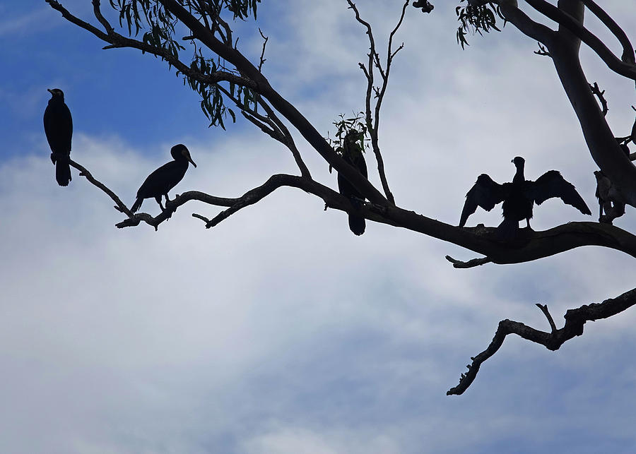 Four Great Cormorants sitting on a Tree Photograph by Maryse Jansen