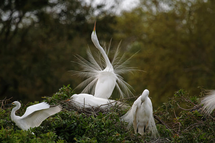 Four Great Egrets Photograph by Sally Weigand