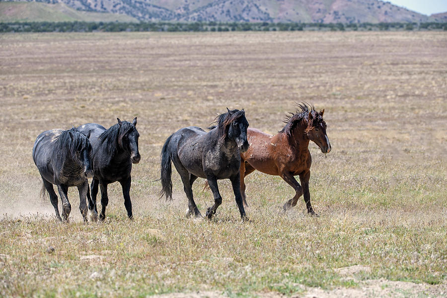 Four Horses Photograph by Fon Denton