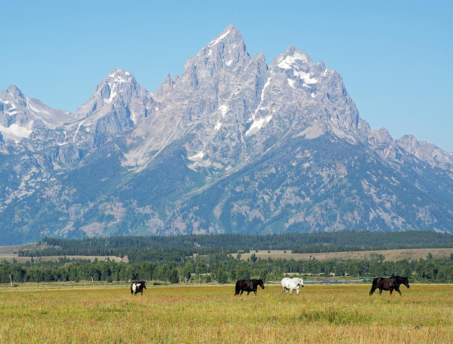 Four Horses Roaming in Grand Teton National Park Photograph by Bruce Gourley