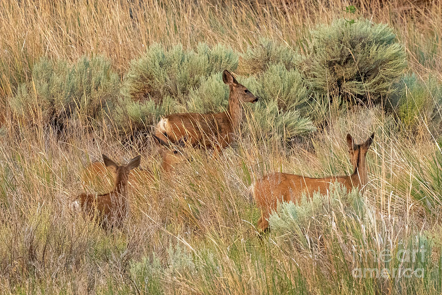 Deer Photograph - Four in the Weed by Michael Dawson