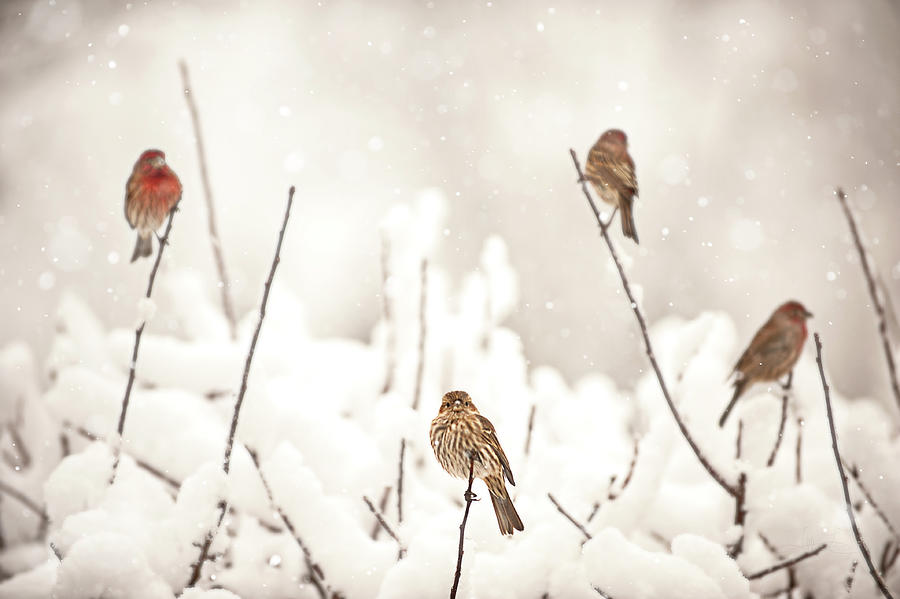 Four Little Birds Photograph by Jill Love