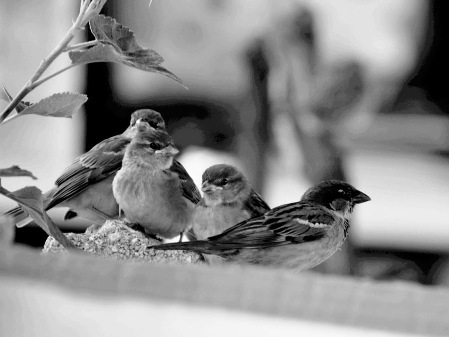 Four Little Birds Photograph by Lauren Sage Four Little Birds Photograph by Lauren Sage