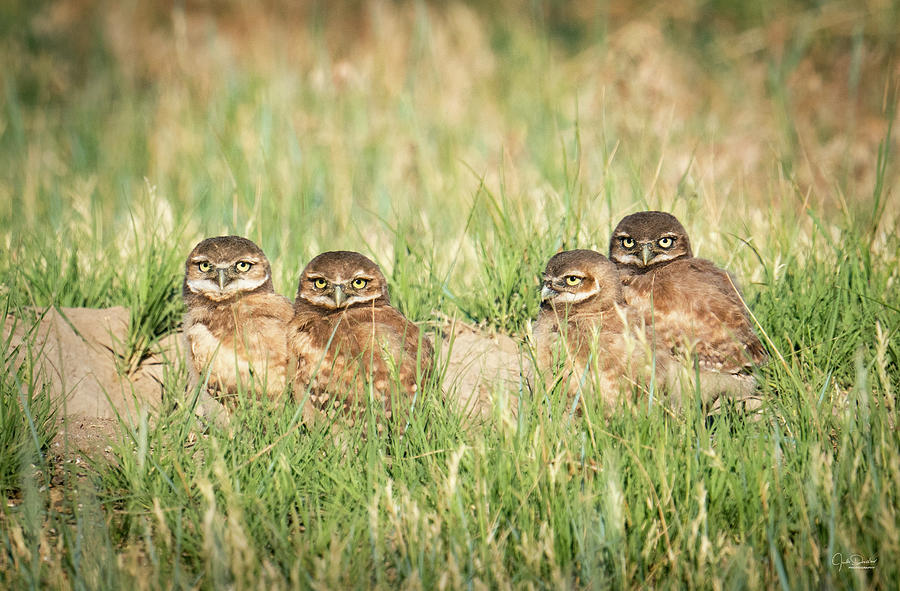 Four Little Burrowing Owlets Photograph by Judi Dressler