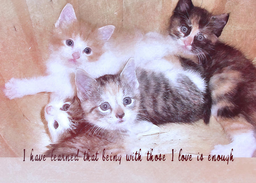 FOUR LITTLE KITTENS quote Photograph by Jamart Photography