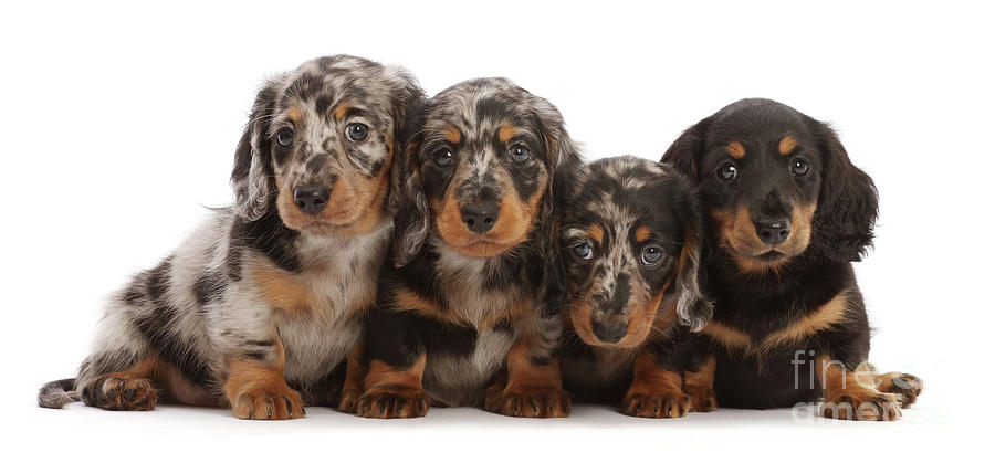 Four long-haired Dachshund puppies Photograph by Warren Photographic -  Pixels