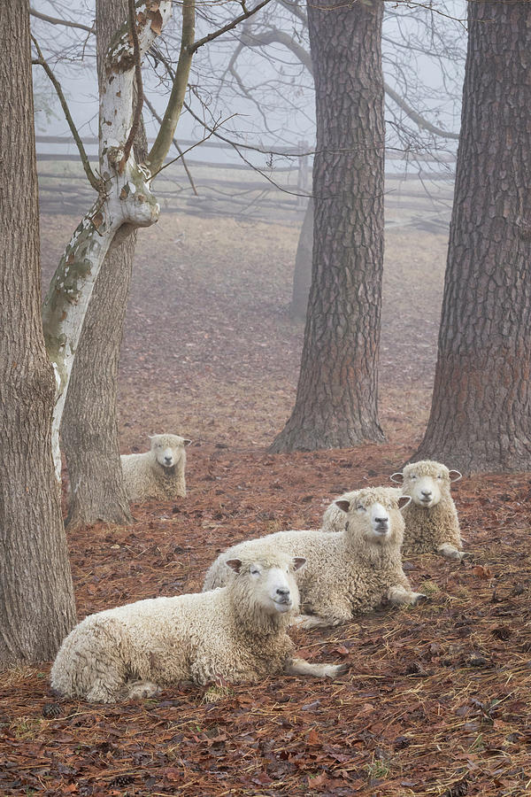 Four Longwool Sheep Photograph by Rachel Morrison