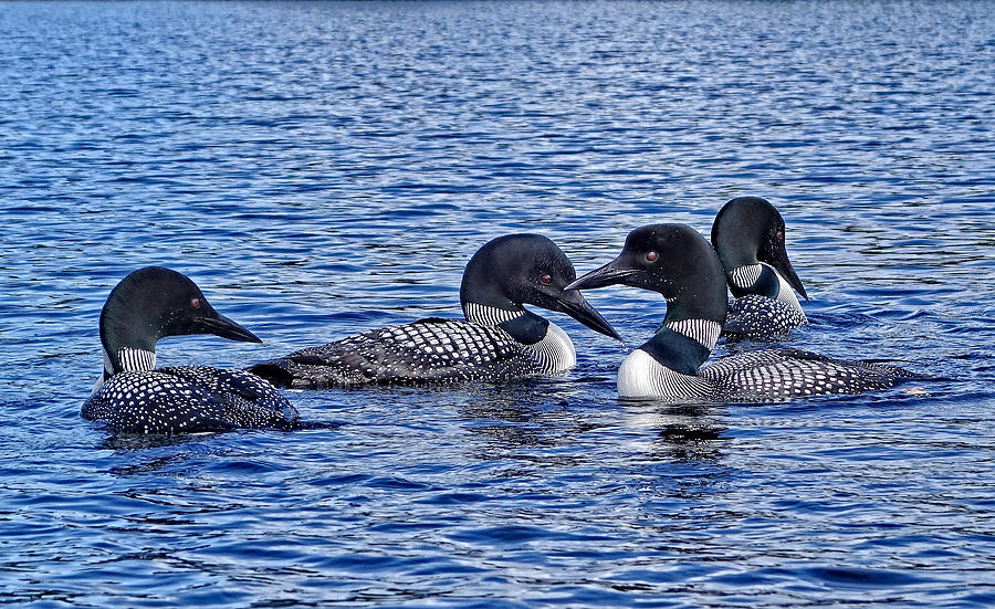 Four Loons on a Lake Photograph by Russel Considine