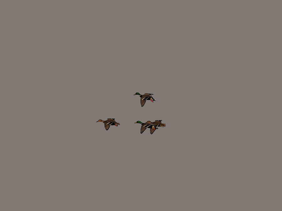 Four Mallards Photograph by Richard Thomas