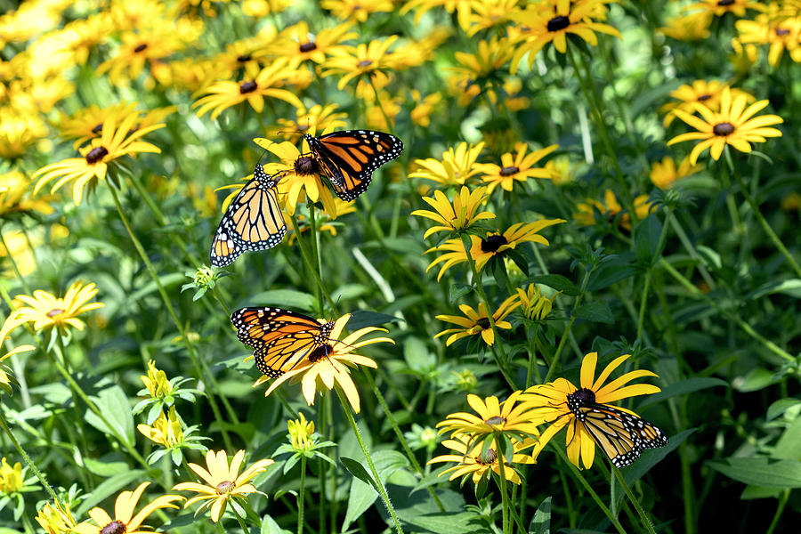Four Monarchs Photograph by Patty Colabuono