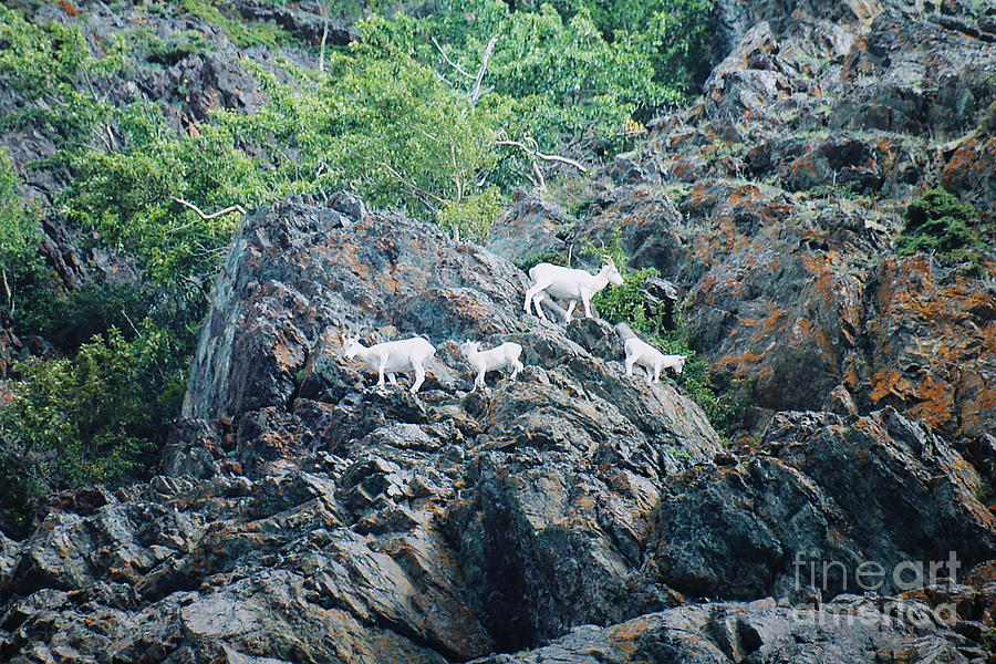 Four Mountain Goats Digital Art by Doug Gist