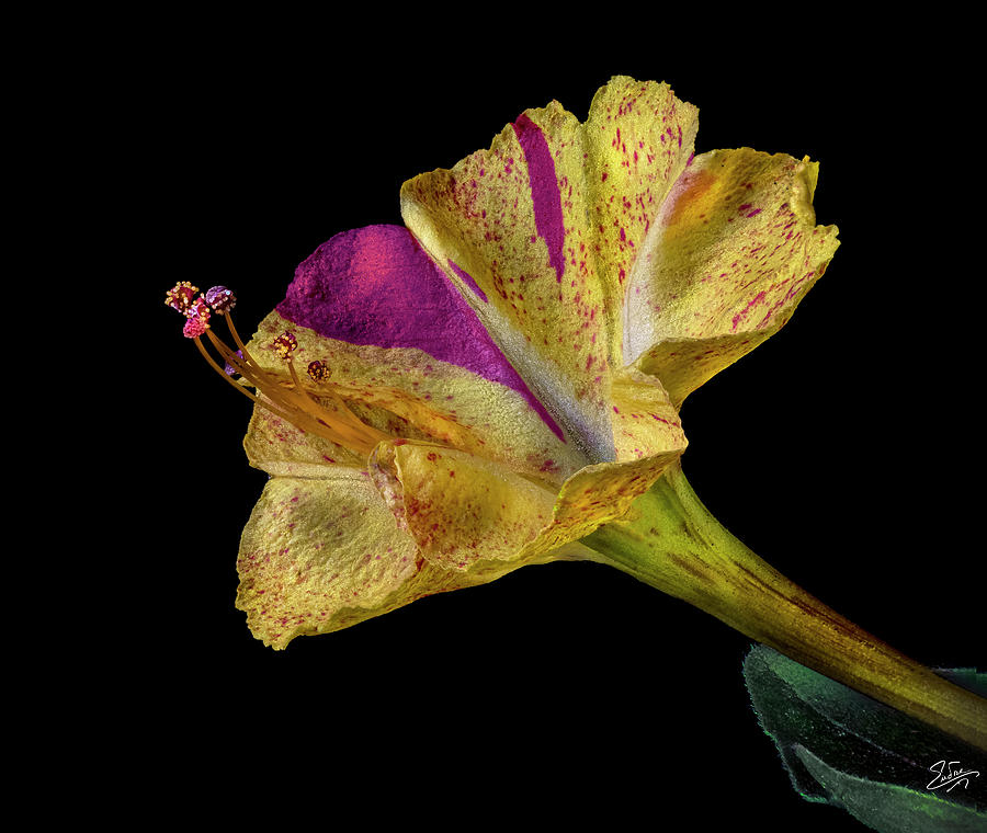 Four Oclock Flower Photograph by Endre Balogh