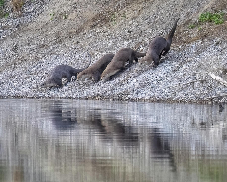 Four of an Otter Family Coming to the Water Photograph by Belinda Greb