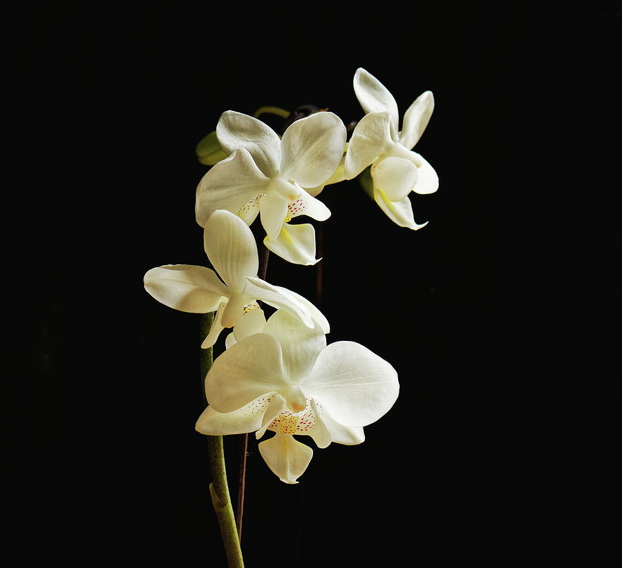 Four Orchids Photograph by Jeff Townsend