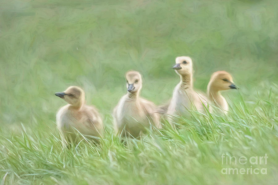 Four Painted Goslings Photograph by Lorraine Cosgrove