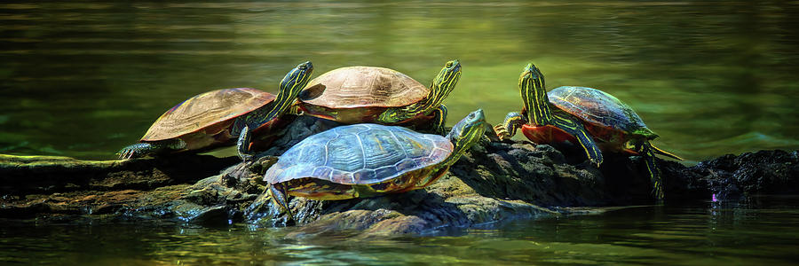 Four Painted Turtles Photograph by Nikolyn McDonald