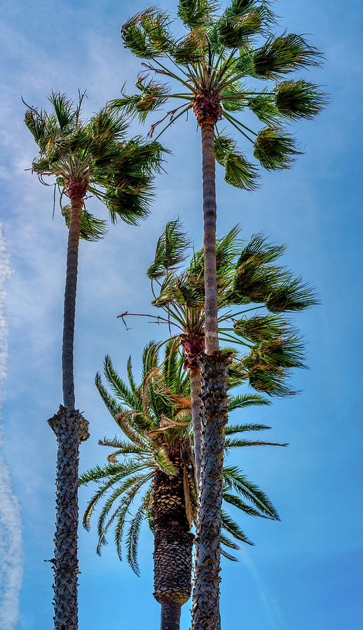 Four Palm Trees - Santa Monica Beach Photograph by Gene Parks