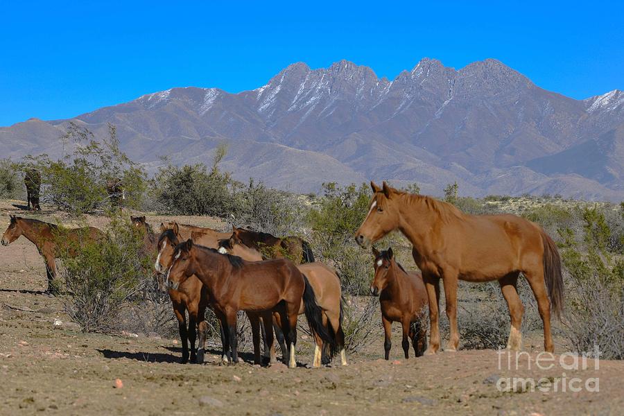 Four Peaks and the Salt River Wild Horses Digital Art by Tammy Keyes