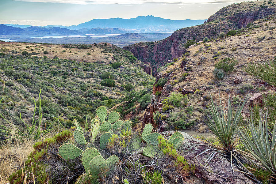 Four Peaks Canyons And Prickly Pear Horizontal Photograph by Dave Dilli